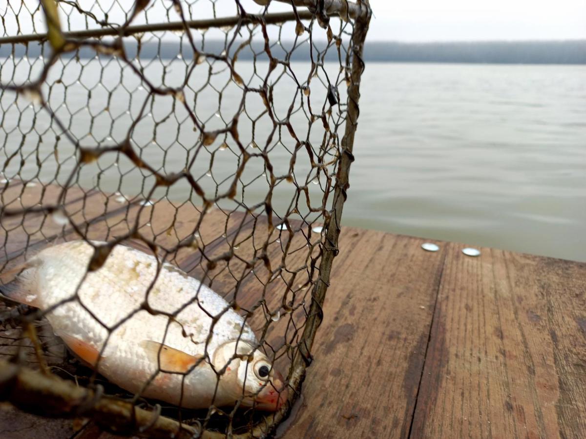 Willa Bora Kuce Na Reci Belgrad Zewnętrze zdjęcie