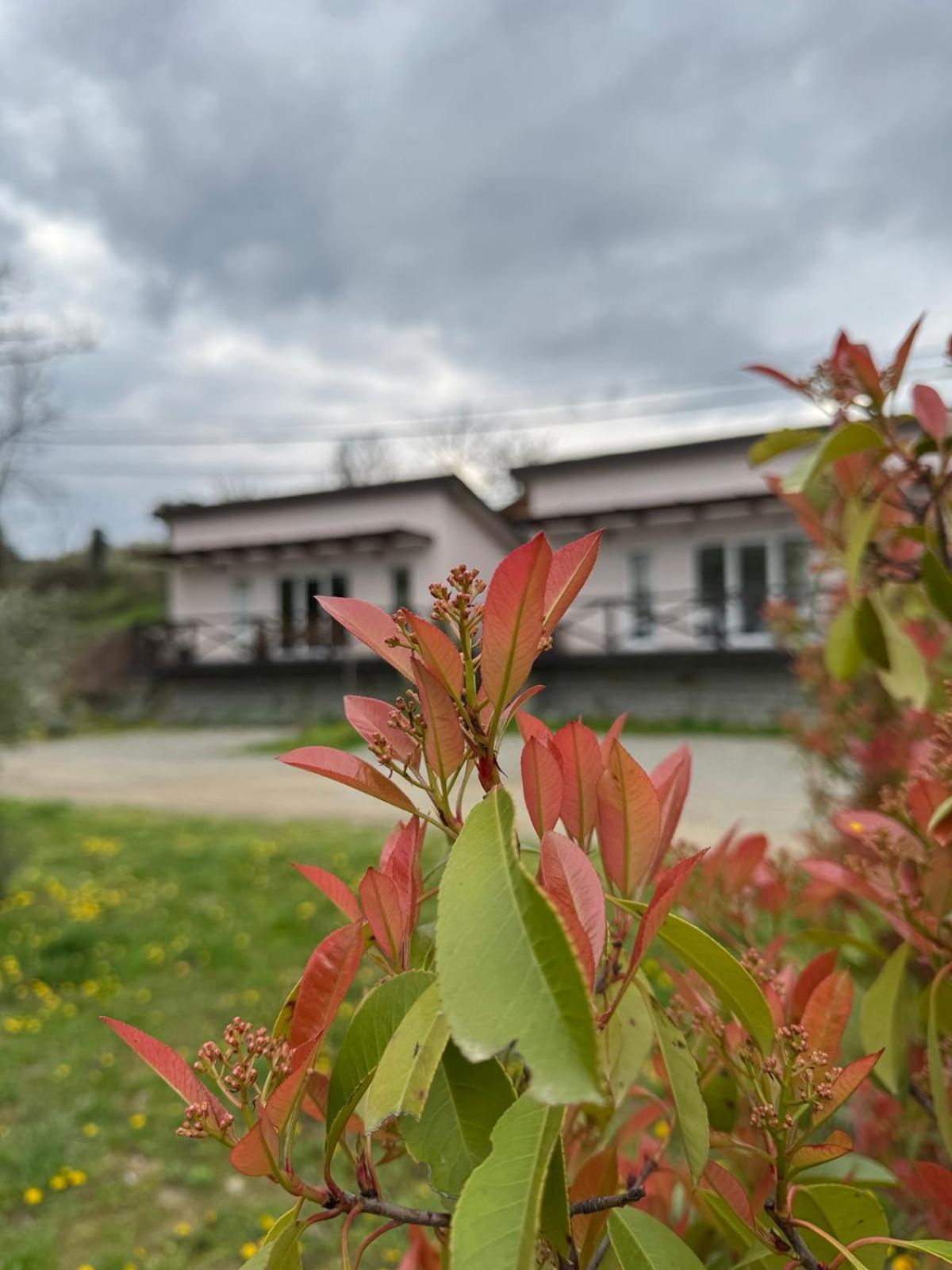 Willa Bora Kuce Na Reci Belgrad Zewnętrze zdjęcie